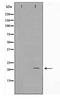 H1 Histone Family Member O Oocyte Specific antibody, TA347815, Origene, Western Blot image 