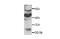 C-X3-C Motif Chemokine Receptor 1 antibody, PA1-28839, Invitrogen Antibodies, Western Blot image 