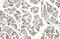 EGF Like Domain Multiple 8 antibody, NBP1-57964, Novus Biologicals, Immunohistochemistry frozen image 