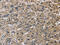 Inosine Monophosphate Dehydrogenase 1 antibody, CSB-PA297207, Cusabio, Immunohistochemistry frozen image 