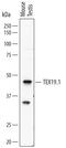 Testis-expressed protein 19.1 antibody, MAB66451, R&D Systems, Western Blot image 