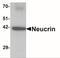 Dorsal Inhibitory Axon Guidance Protein antibody, NBP2-41135, Novus Biologicals, Western Blot image 