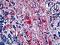 GFAP antibody, LS-B4775, Lifespan Biosciences, Immunohistochemistry frozen image 