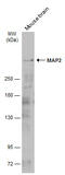 MAP2 antibody, GTX133110, GeneTex, Western Blot image 