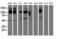 CUB Domain Containing Protein 1 antibody, LS-C172540, Lifespan Biosciences, Western Blot image 