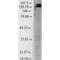 SH3 And Multiple Ankyrin Repeat Domains 2 antibody, 56466, QED Bioscience, Western Blot image 