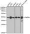 Cytokine Induced Apoptosis Inhibitor 1 antibody, A6336, ABclonal Technology, Western Blot image 