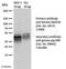 Guinea Pig IgG antibody, 90001, Progen Biotechnik GmbH, Enzyme Linked Immunosorbent Assay image 