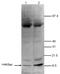 Histone Cluster 4 H4 antibody, CI1021, Boster Biological Technology, Western Blot image 