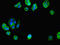 Midline 2 antibody, orb41161, Biorbyt, Immunofluorescence image 