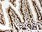 Lamin A/C antibody, LS-C357473, Lifespan Biosciences, Immunohistochemistry frozen image 