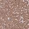 Dedicator Of Cytokinesis 6 antibody, HPA049423, Atlas Antibodies, Immunohistochemistry frozen image 