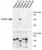 TNF Receptor Associated Factor 4 antibody, NB100-56177, Novus Biologicals, Immunoprecipitation image 