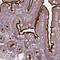 Solute Carrier Family 7 Member 1 antibody, NBP1-90066, Novus Biologicals, Immunohistochemistry paraffin image 