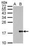 H2A Histone Family Member X antibody, MA5-27753, Invitrogen Antibodies, Western Blot image 