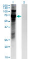 KOX-1 antibody, LS-C198458, Lifespan Biosciences, Western Blot image 