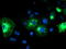 E3 ubiquitin-protein ligase TRIM9 antibody, LS-C336905, Lifespan Biosciences, Immunofluorescence image 