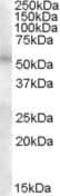 Transcription Factor EB antibody, PA5-18766, Invitrogen Antibodies, Western Blot image 