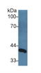 Delta Like Non-Canonical Notch Ligand 1 antibody, LS-C315022, Lifespan Biosciences, Western Blot image 