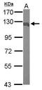 Importin 5 antibody, GTX114515, GeneTex, Western Blot image 