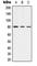 Adducin 1 antibody, abx121828, Abbexa, Western Blot image 