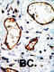 NCOR1 antibody, 55-711, ProSci, Immunohistochemistry paraffin image 