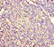 Keratin 4 antibody, A55447-100, Epigentek, Immunohistochemistry paraffin image 