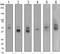 Solute Carrier Family 2 Member 1 antibody, ab115730, Abcam, Western Blot image 