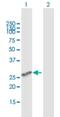 Membrane Spanning 4-Domains A6A antibody, H00064231-B01P, Novus Biologicals, Western Blot image 