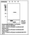 Dual Specificity Phosphatase 4 antibody, LS-C62164, Lifespan Biosciences, Western Blot image 