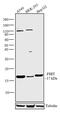 Fragile Histidine Triad Diadenosine Triphosphatase antibody, 71-9000, Invitrogen Antibodies, Western Blot image 