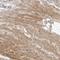 Target Of Myb1 Like 2 Membrane Trafficking Protein antibody, NBP1-86006, Novus Biologicals, Immunohistochemistry frozen image 