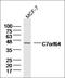 RNA Binding Motif Protein 48 antibody, orb156155, Biorbyt, Western Blot image 