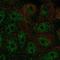 Fructose-Bisphosphatase 2 antibody, HPA055286, Atlas Antibodies, Immunofluorescence image 