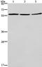 Cycb antibody, TA322150, Origene, Western Blot image 