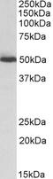Ataxin 2 antibody, 42-629, ProSci, Flow Cytometry image 