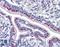 Golgi Membrane Protein 1 antibody, LS-B6228, Lifespan Biosciences, Immunohistochemistry paraffin image 
