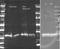 Glutathione S-transferase class-mu 26 kDa isozyme antibody, orb345284, Biorbyt, Western Blot image 