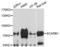 Scavenger Receptor Class B Member 1 antibody, LS-C331561, Lifespan Biosciences, Western Blot image 