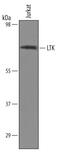 Leukocyte Receptor Tyrosine Kinase antibody, AF4664, R&D Systems, Western Blot image 