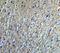 Neurturin antibody, A05924, Boster Biological Technology, Immunohistochemistry paraffin image 