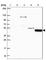 Transmembrane Protein 108 antibody, HPA063350, Atlas Antibodies, Western Blot image 