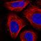 Semaphorin 3A antibody, HPA052235, Atlas Antibodies, Immunofluorescence image 