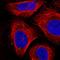 Semaphorin-3A antibody, HPA052235, Atlas Antibodies, Immunofluorescence image 