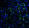 Lymphocyte Antigen 96 antibody, GTX85121, GeneTex, Immunohistochemistry paraffin image 