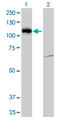 Lethal(2) giant larvae protein homolog 2 antibody, LS-C104985, Lifespan Biosciences, Western Blot image 