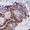 Atypical Chemokine Receptor 3 antibody, MAB42273, R&D Systems, Immunohistochemistry frozen image 