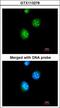 Thyroid Hormone Receptor Beta antibody, LS-C109507, Lifespan Biosciences, Immunofluorescence image 