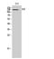 Epidermal Growth Factor antibody, A00378, Boster Biological Technology, Western Blot image 