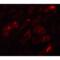 Basic Leucine Zipper ATF-Like Transcription Factor 3 antibody, LS-B12125, Lifespan Biosciences, Immunofluorescence image 